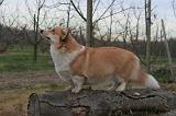 CORGI PEMBROKE 1424